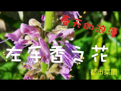 左手香 風水|左手香開花風水：點解要小心擺放？